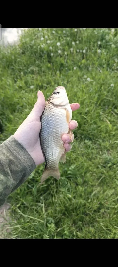 Карась