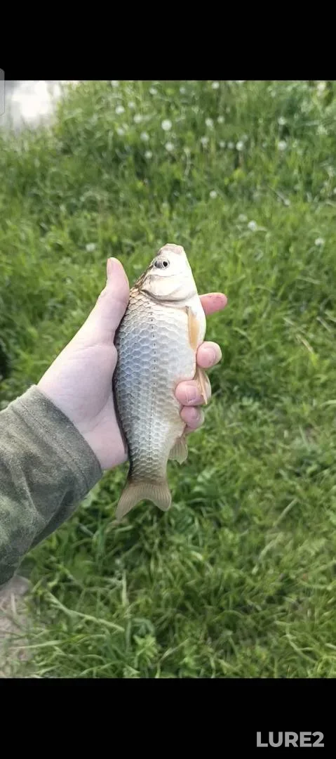 Карась
