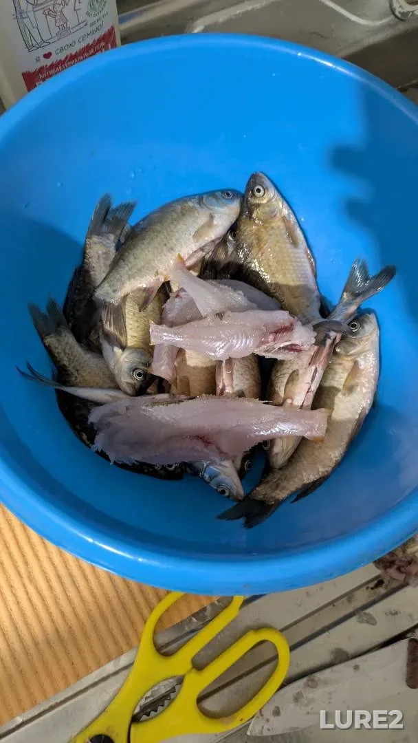 Карась