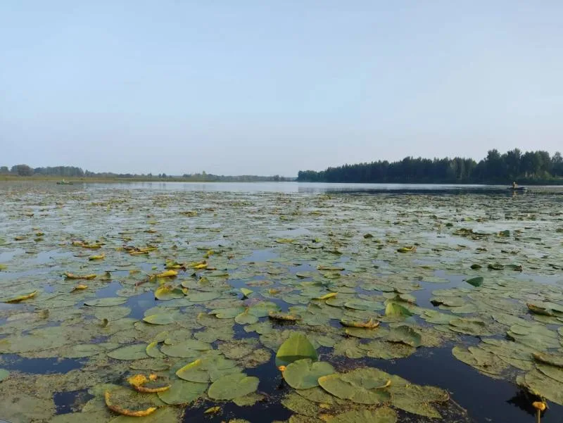 Карась, Линь — Большое, 25 июл. 2026 г.