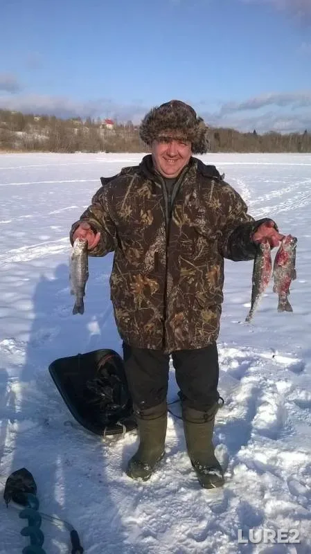 Форель