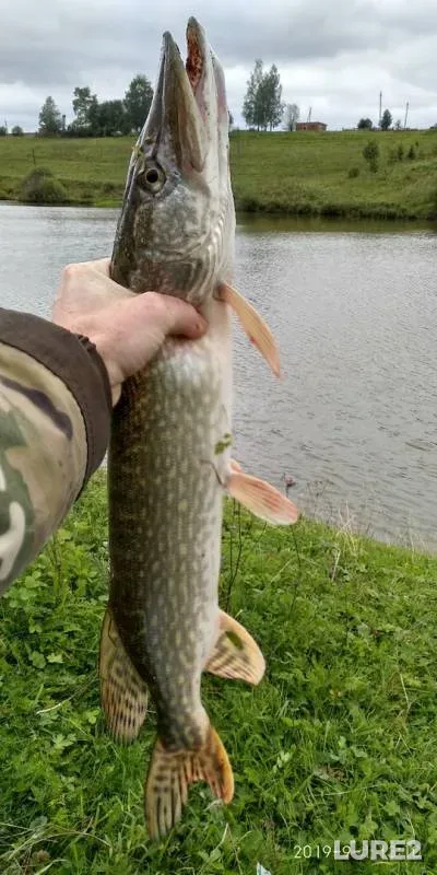 Щука — Лып, 01 сент. 2019 г.