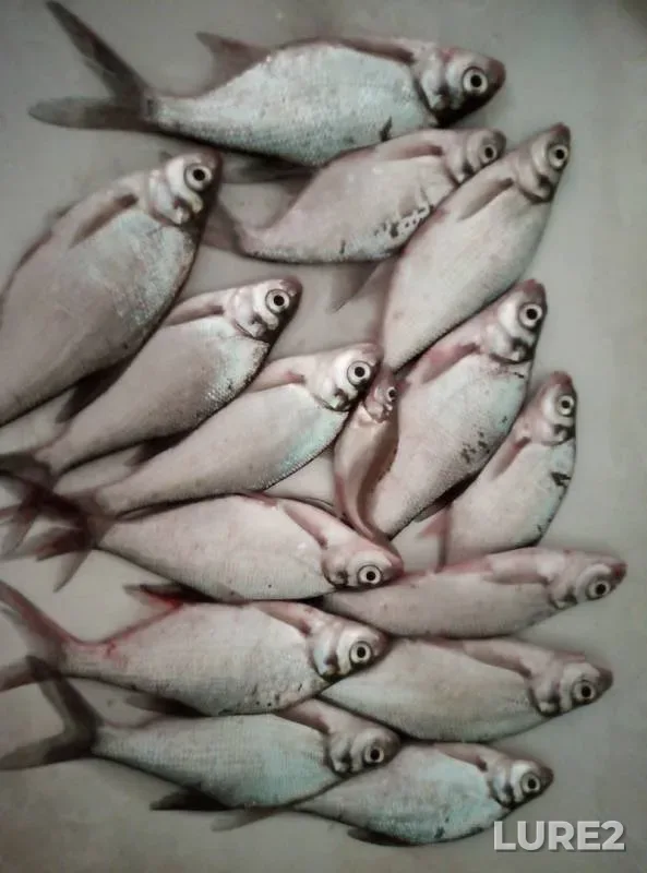 Лещ — Воткинский, 13 апр. 2019 г.