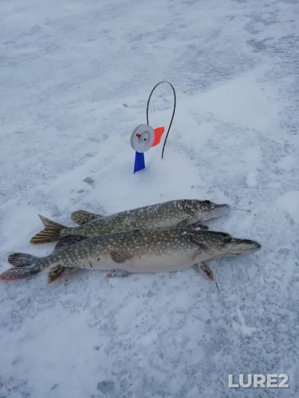 Окунь, Щука — Воткинское, 30 мар. 2019 г.
