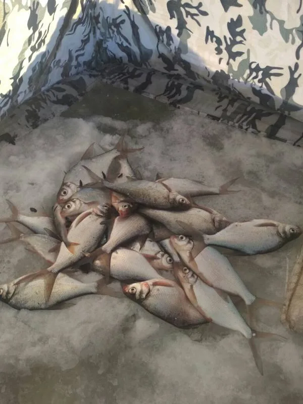 Лещ
