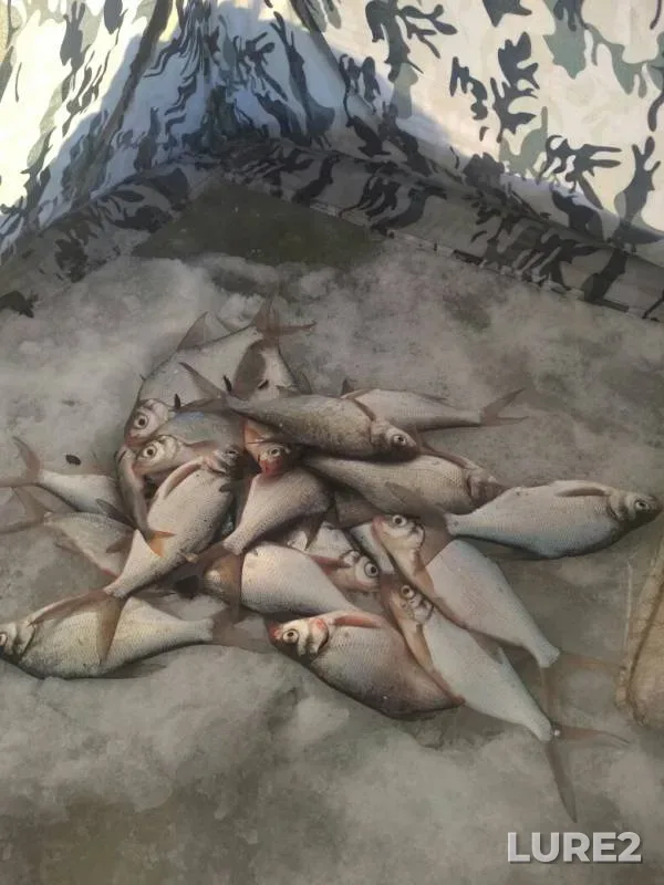Лещ — Воткинский, 20 янв. 2019 г.