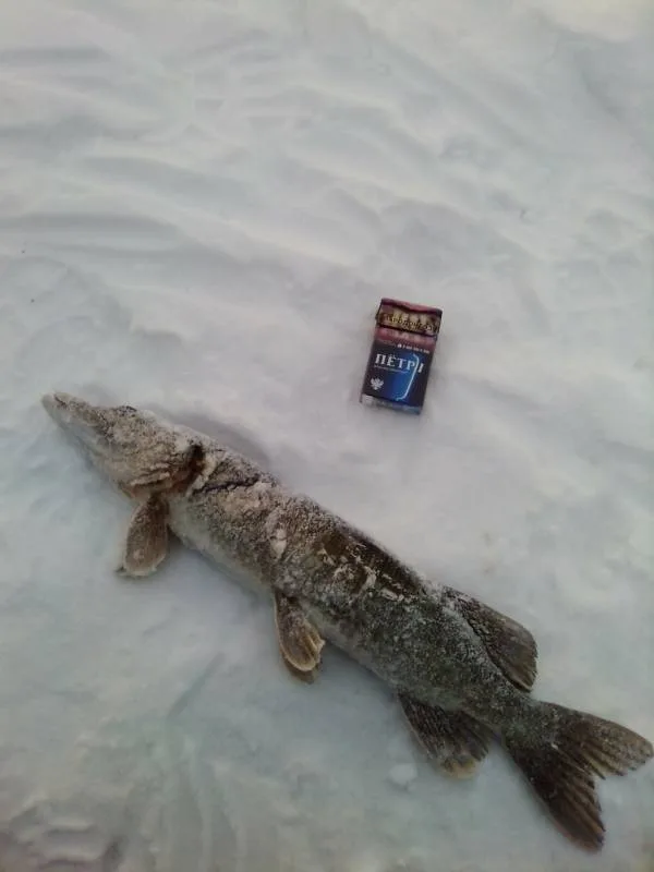 Щука