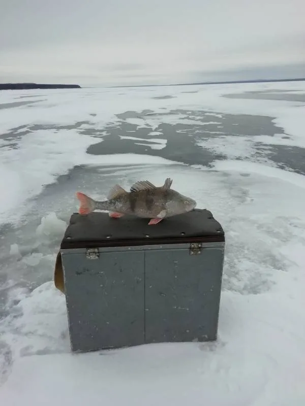 Окунь
