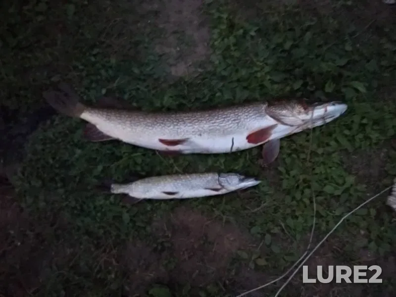 Щука — Кама, 11 авг. 2018 г.