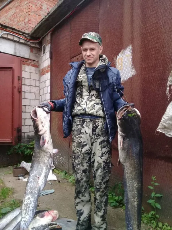 Сом