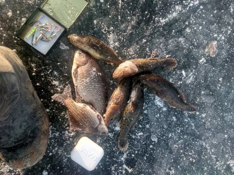Карась