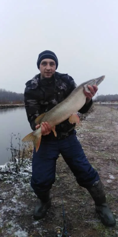 Щука
