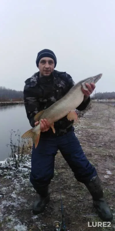 Щука