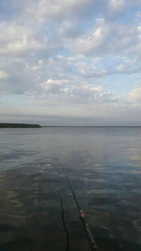 Карась