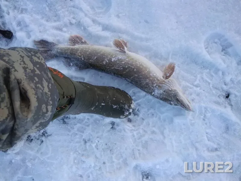 Щука — Волга, 28 нояб. 2018 г.