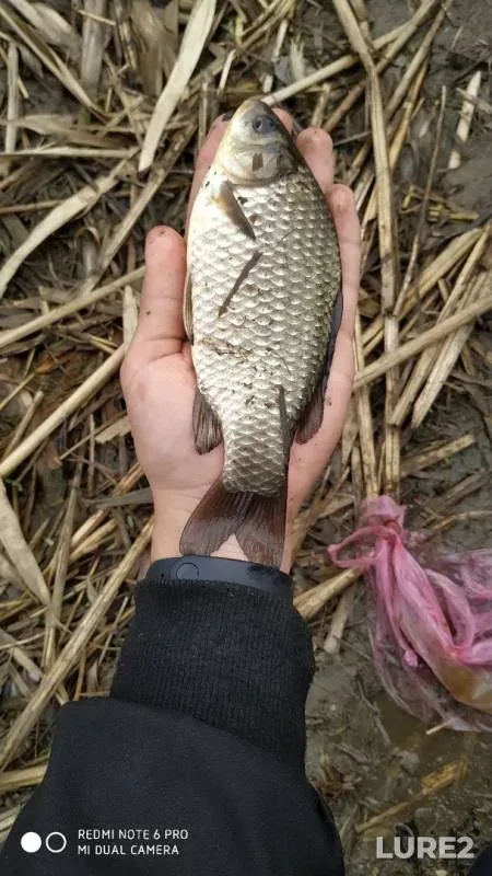 Карп, Карась — Лугань, 14 апр. 2019 г.
