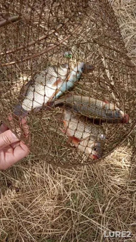 Карась — Луганська область, 30 июн. 2019 г.
