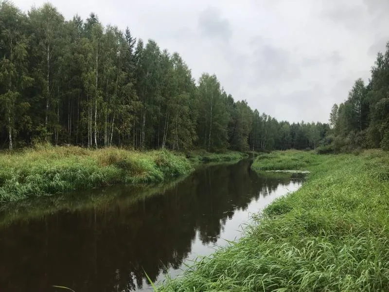 Щука