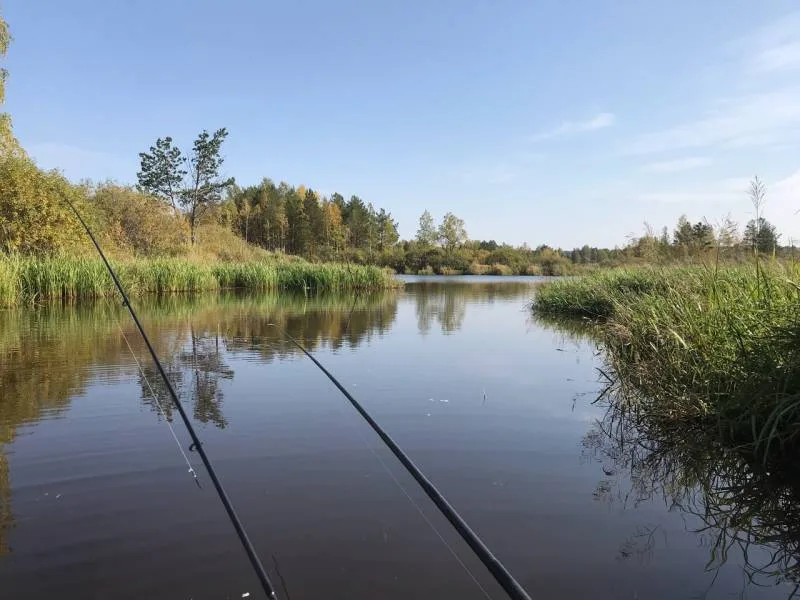 Окунь, Щука