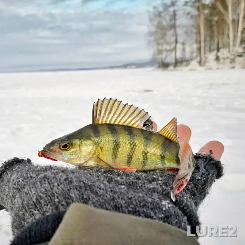 Окунь — Таватуй, 12 дек. 2018 г.