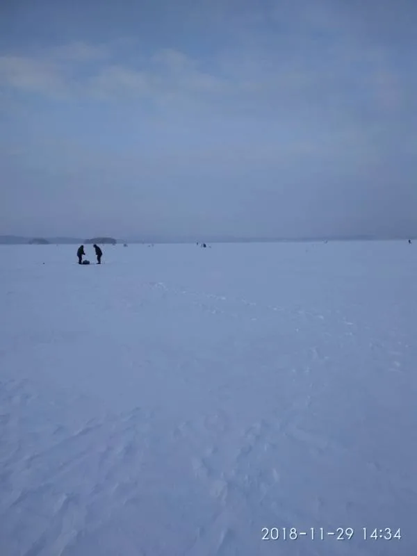 Лещ, Окунь