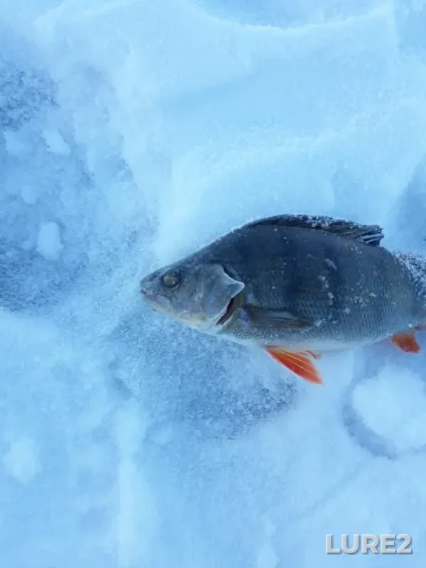 Лещ, Окунь — Белоярское, 15 дек. 2018 г.