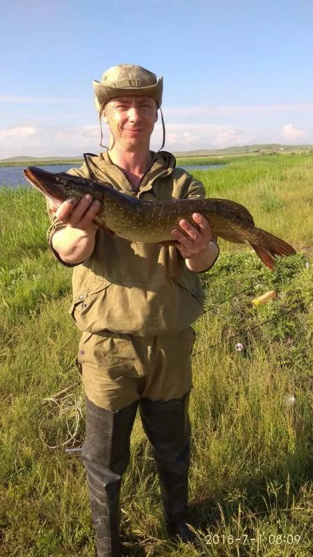 Окунь, Щука