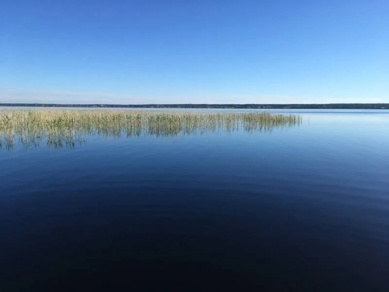 Щука