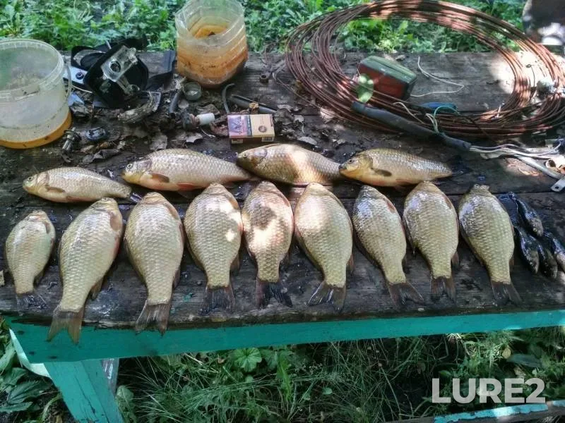 Карась — Орловская область, 17 июн. 2019 г.
