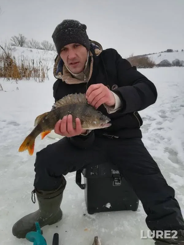 Окунь, Щука — Быстрая Сосна, 05 янв. 2019 г.