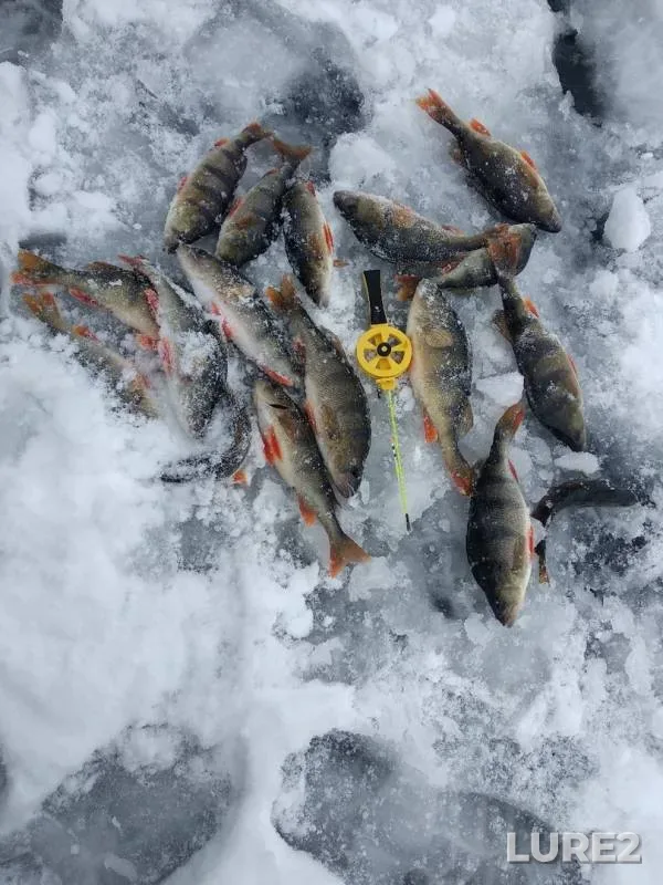 Окунь — Быстрая Сосна, 03 дек. 2018 г.