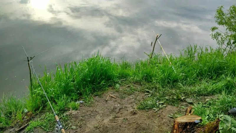 Сом