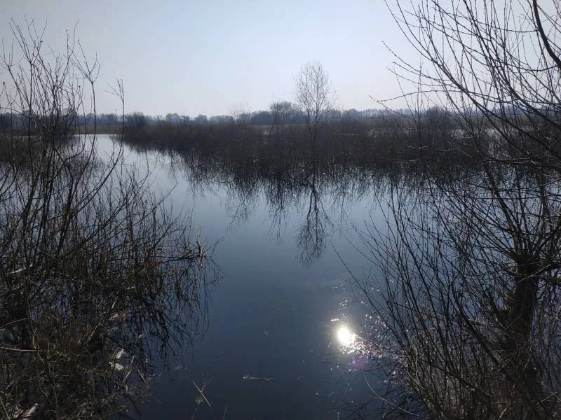 Уклейка