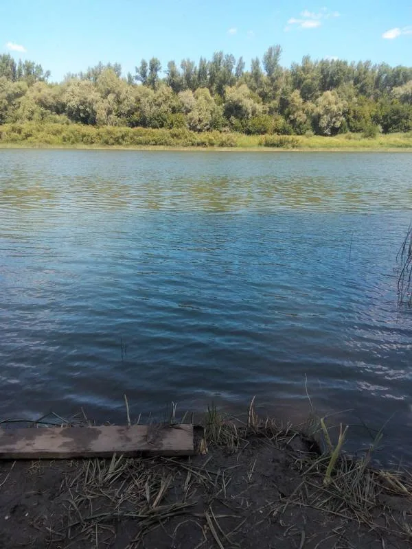 Жерех, Сом