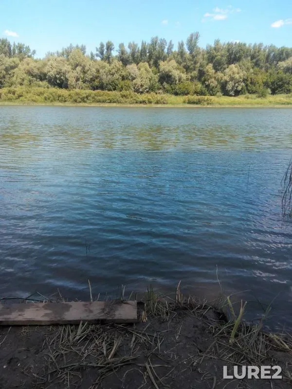 Жерех, Сом — Оренбургская область, 16 июл. 2016 г.