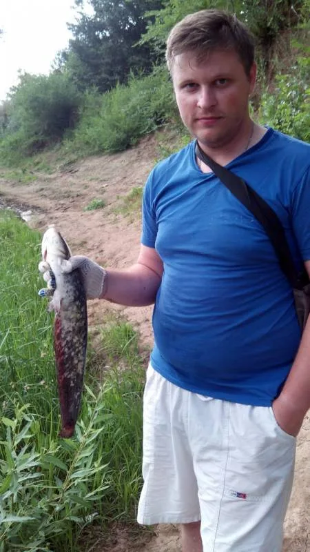 Сом, Щука