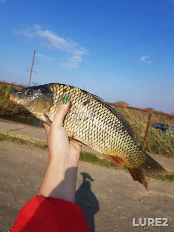Сом, Карась — Краснодарский край, Славянский район, 01 окт. 2019 г.