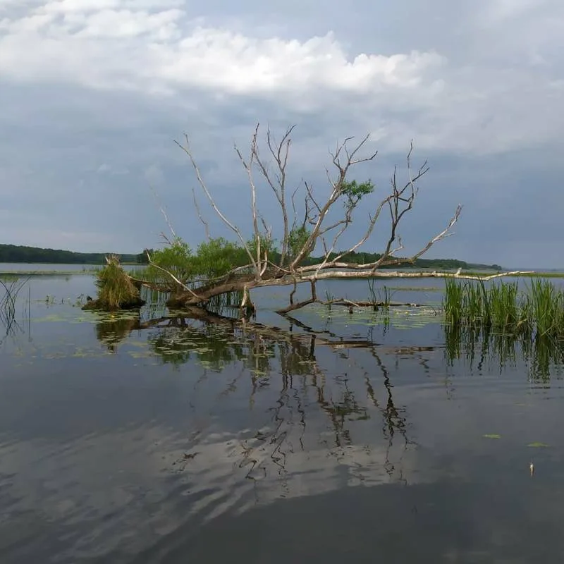 Жерех, Окунь