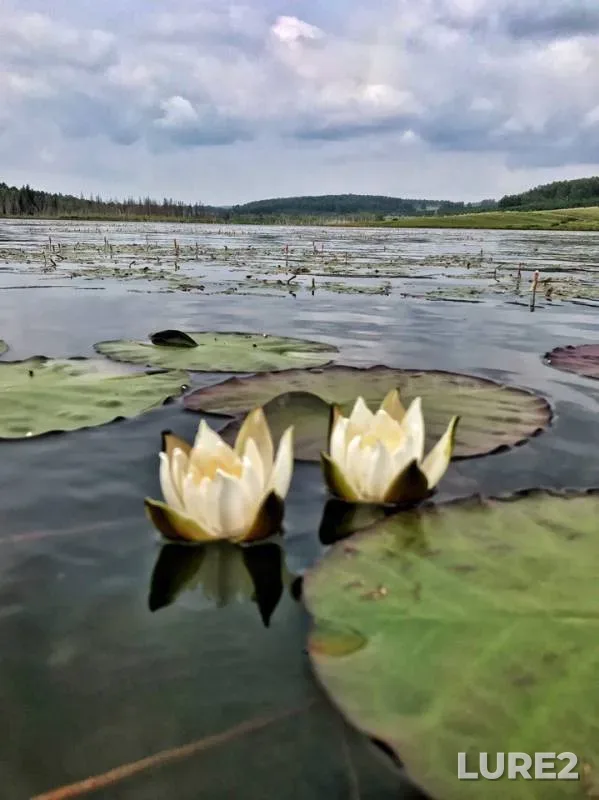Окунь, Щука — Шало, 29 июл. 2019 г.