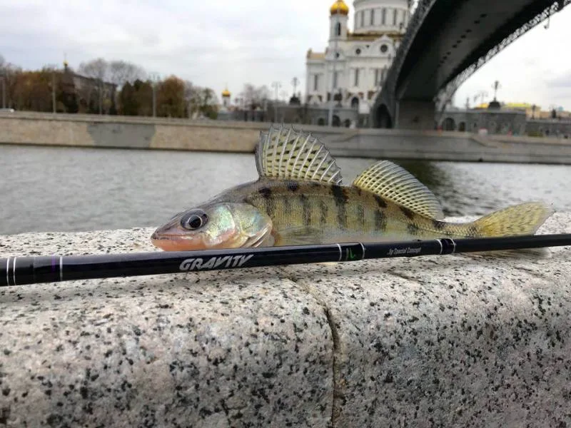 Окунь