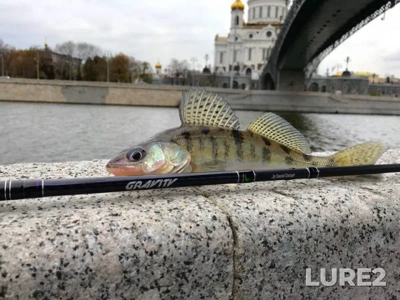 Окунь — Москва, 30 окт. 2017 г.
