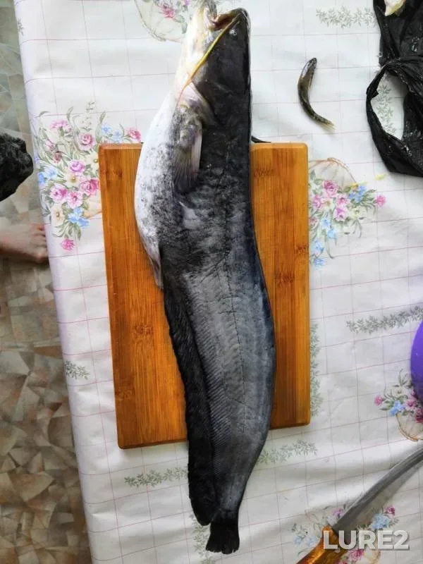 Сом — Забайкальский край, 08 авг. 2019 г.