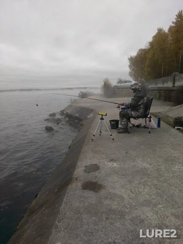 Уклейка, Карась