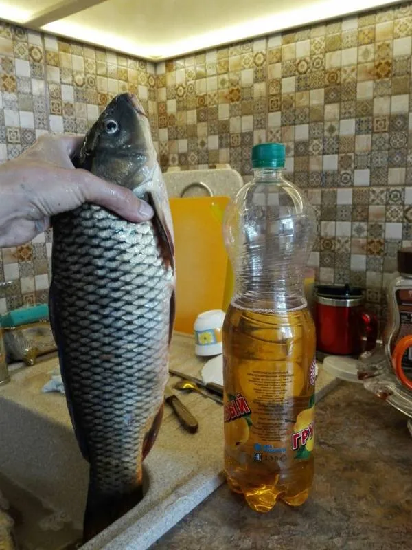 Карась