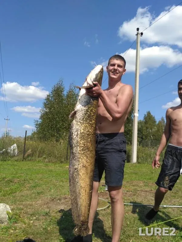 Сом — Московская область, Раменский городской округ, 19 авг. 2018 г.