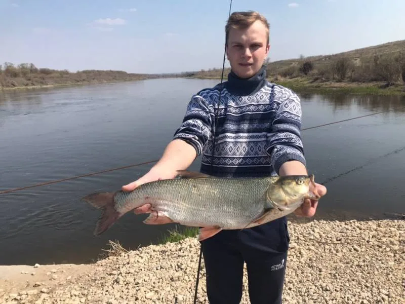 Жерех