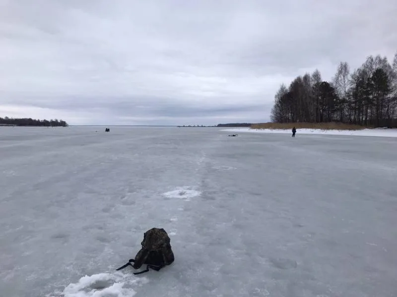 Плотва