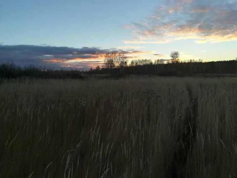 Окунь, Щука