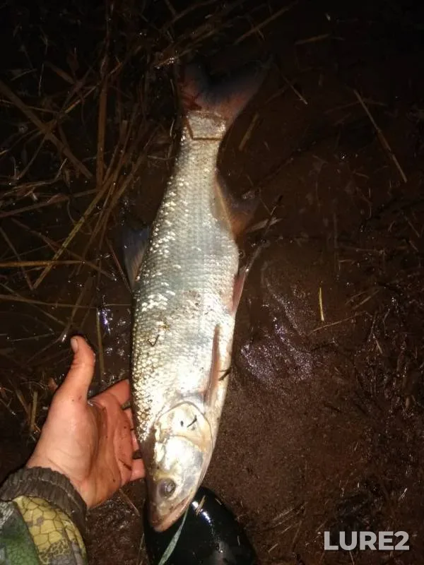 Жерех — Кама, 05 мая 2019 г.