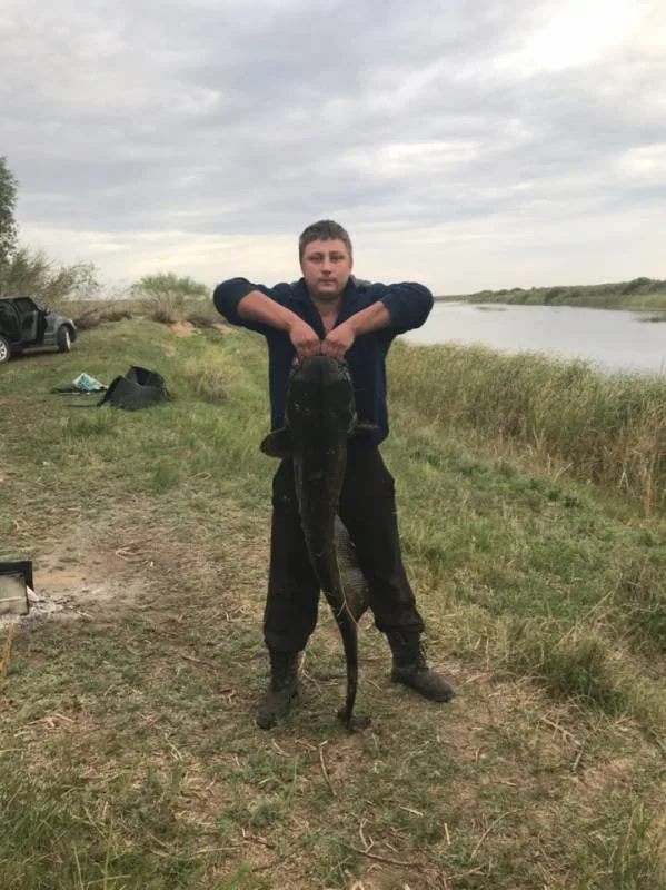Сом